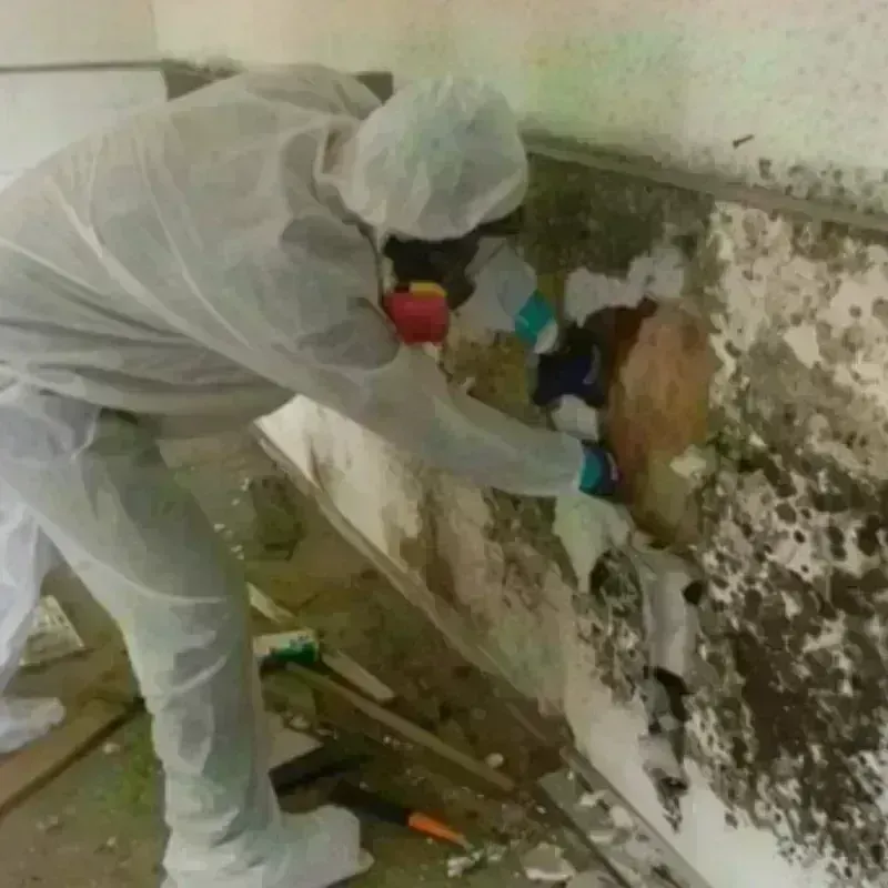 Mold Remediation and Removal in Crewe, VA